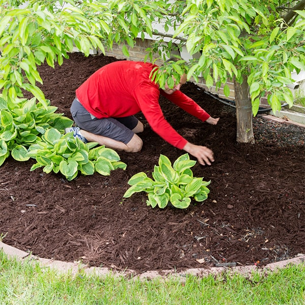 the typical timeline for mulch installation depends on the size of the area, but it usually can be completed in a day